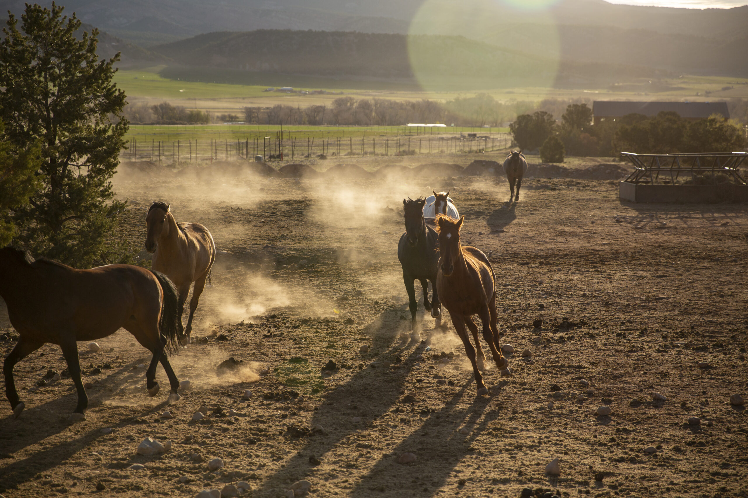 four brown horses galloping through a dusty field past some low trees
