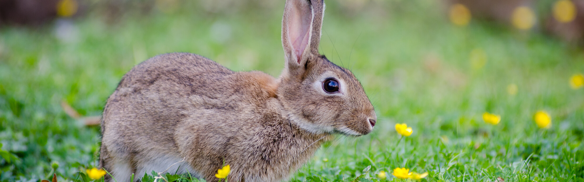 Fatal Rabbit Disease Detected in Utah | Utah Department of Agriculture ...