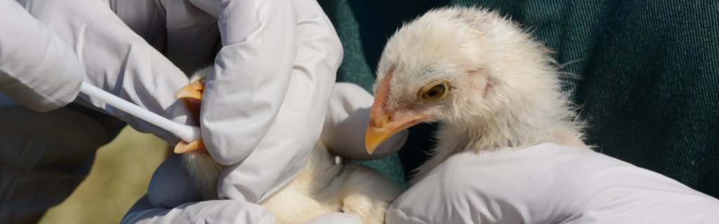 UDAF Officials Monitoring Avian Influenza Diagnosed In The U.S. | Utah ...