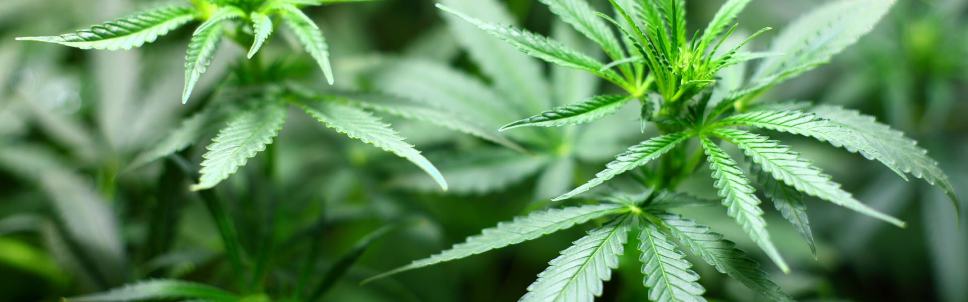 Utah moves to ban synthetic cannabinoids in medical marijuana products