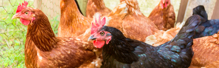 Avian Influenza Confirmed In Utah Flock | Utah Department Of ...