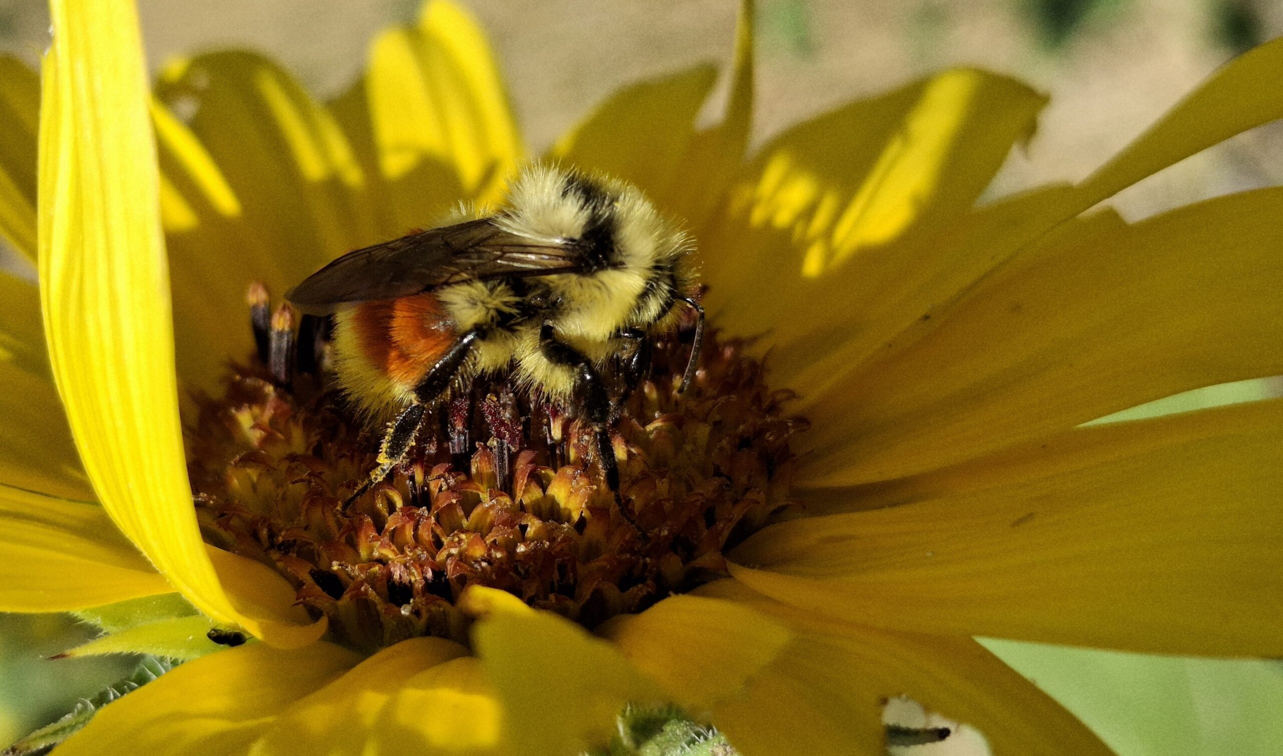 a bee sitting on a yellow flower