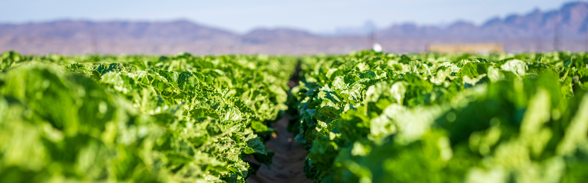 a view down a row of lettuce crop