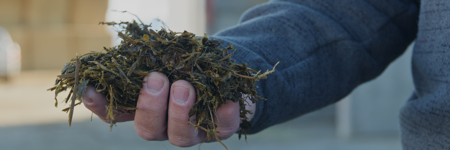 a close up photo of a hand holding grain
