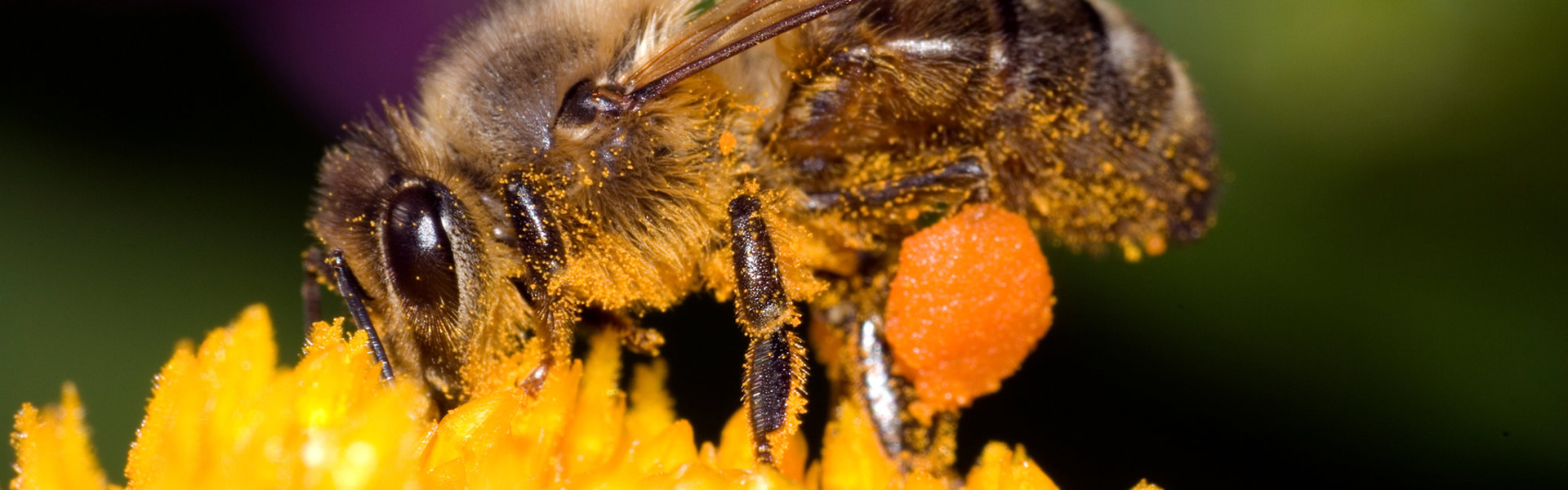 a close up photo of a bee landing on a yellow flower
