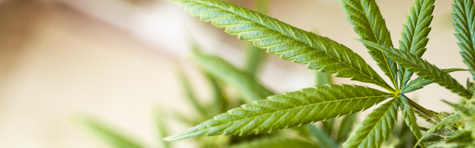 Featured image for “Utah Medical Cannabis Licensing Board Awards New Independent Pharmacy License in Moab”