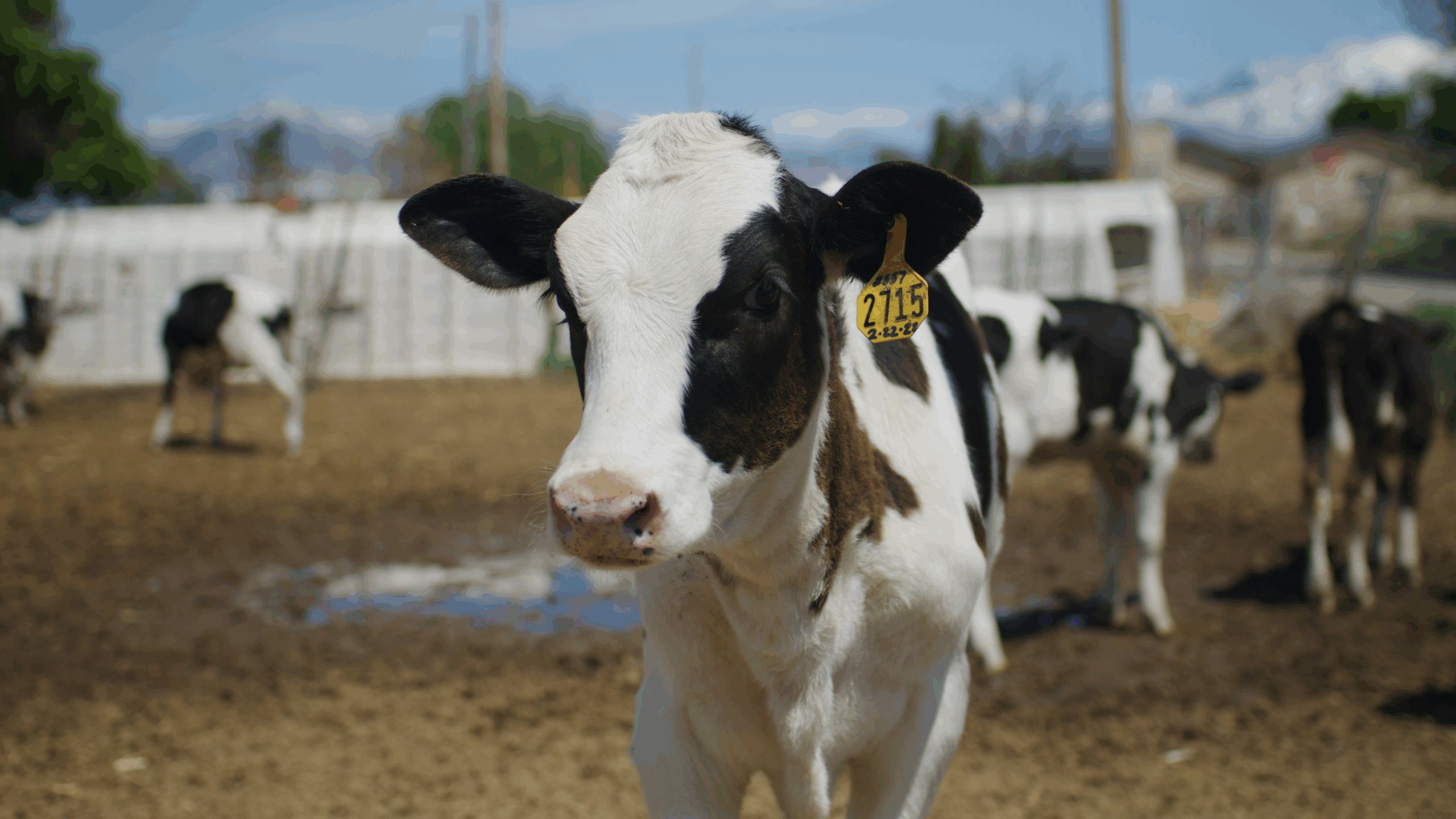 a black and white cow standing in the foreground with more cows in the background standing on a dirt ground