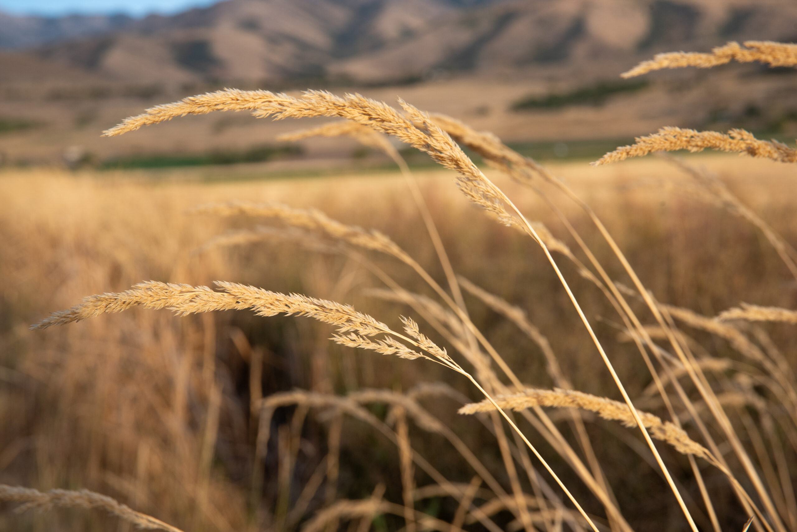 a close up of yellow grass stalks