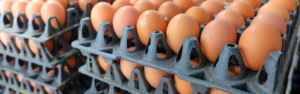 many brown eggs sitting in a black, plastic crate