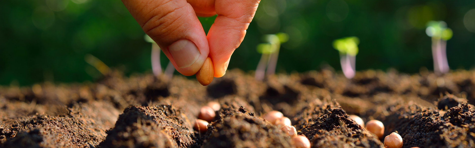 someone holding a seed above the ground where rows of soil with additional seeds lay