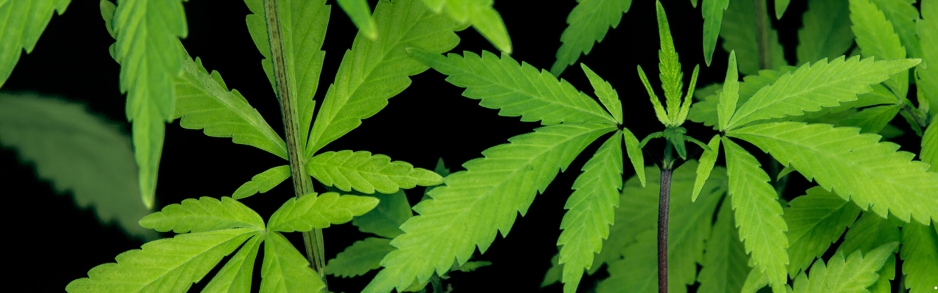 Featured image for “New Licensing Requirements Now in Effect for Retailers Selling Tobacco, Nicotine, Kratom, and Cannabinoid Products”