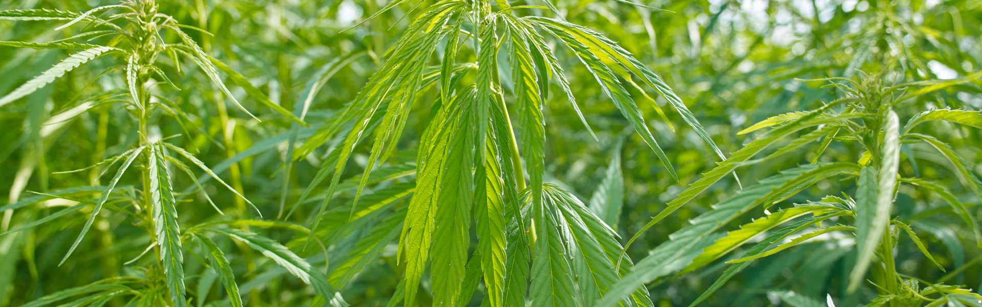 Featured image for “New Kratom Law Now in Effect”