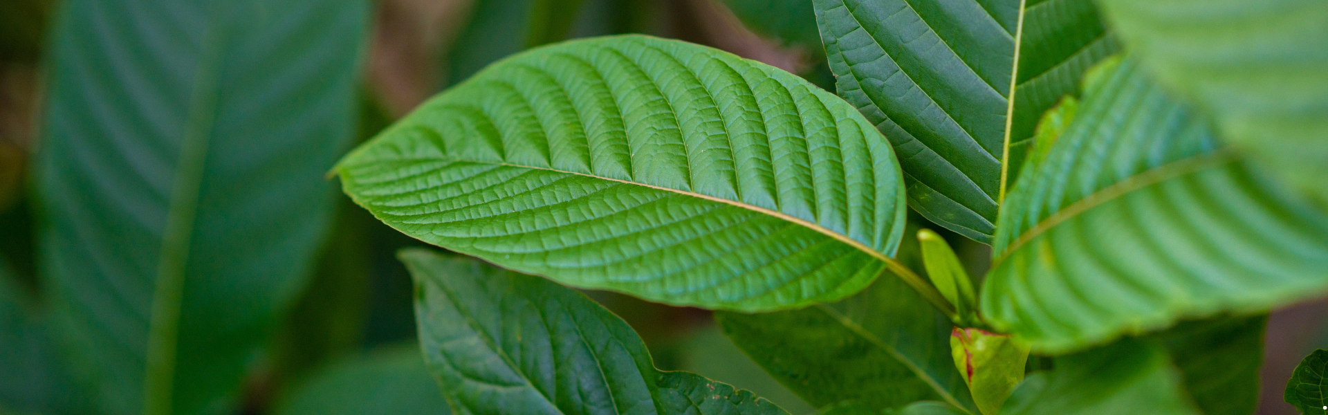 a close up of a grouping of kratom leaves on a kratom plant