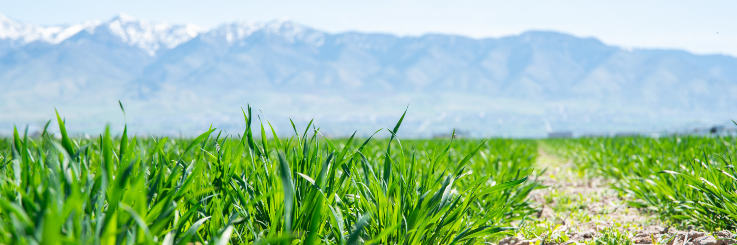 plants growing in a field under mountains