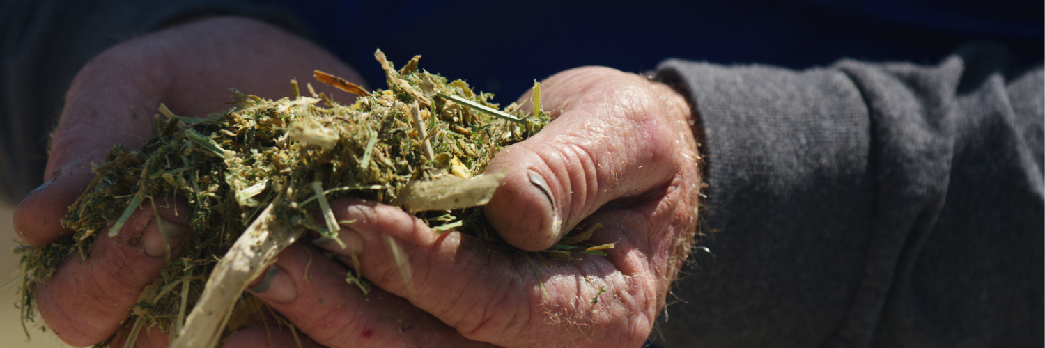 someone holding hay in their hands