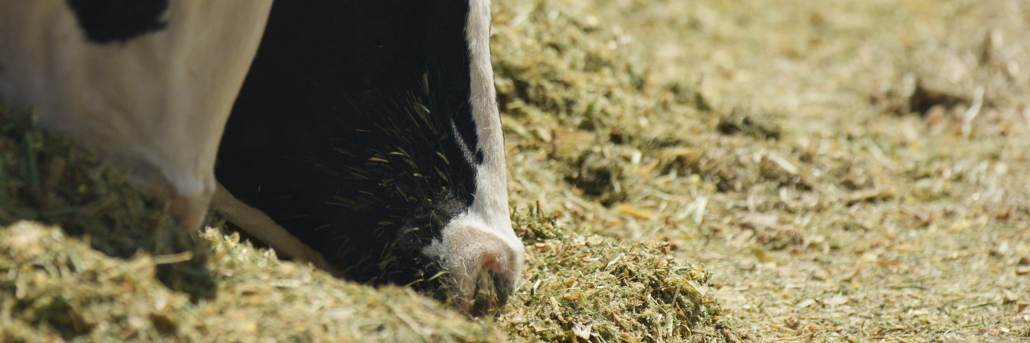 close up of two cows eating indistinguishable food