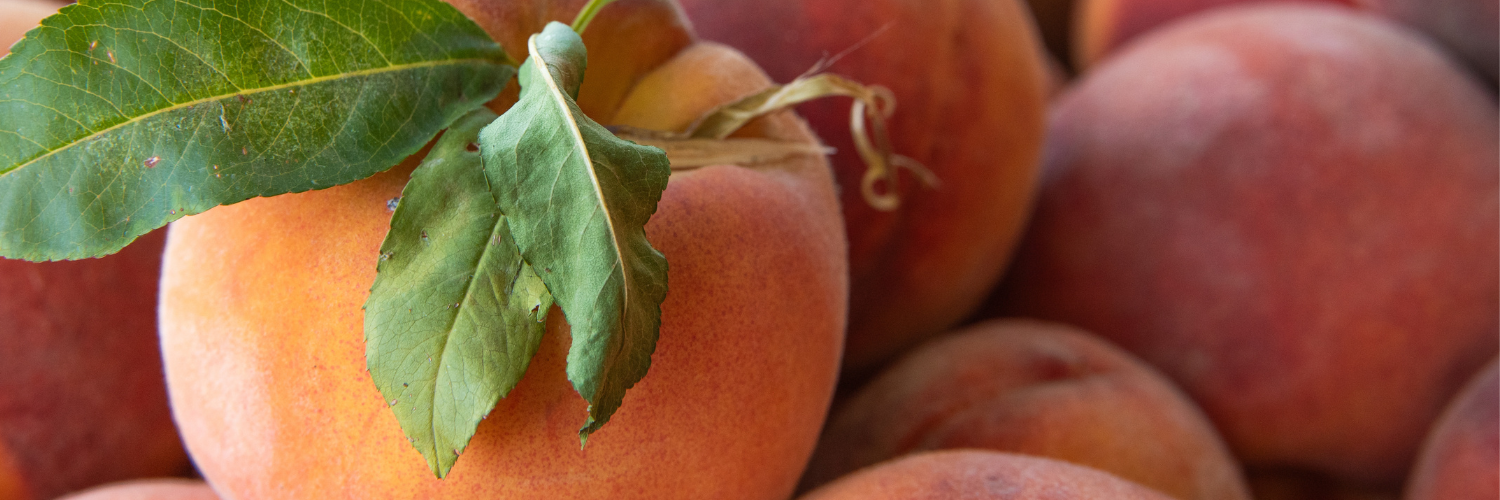 fresh peaches with greenery still attached