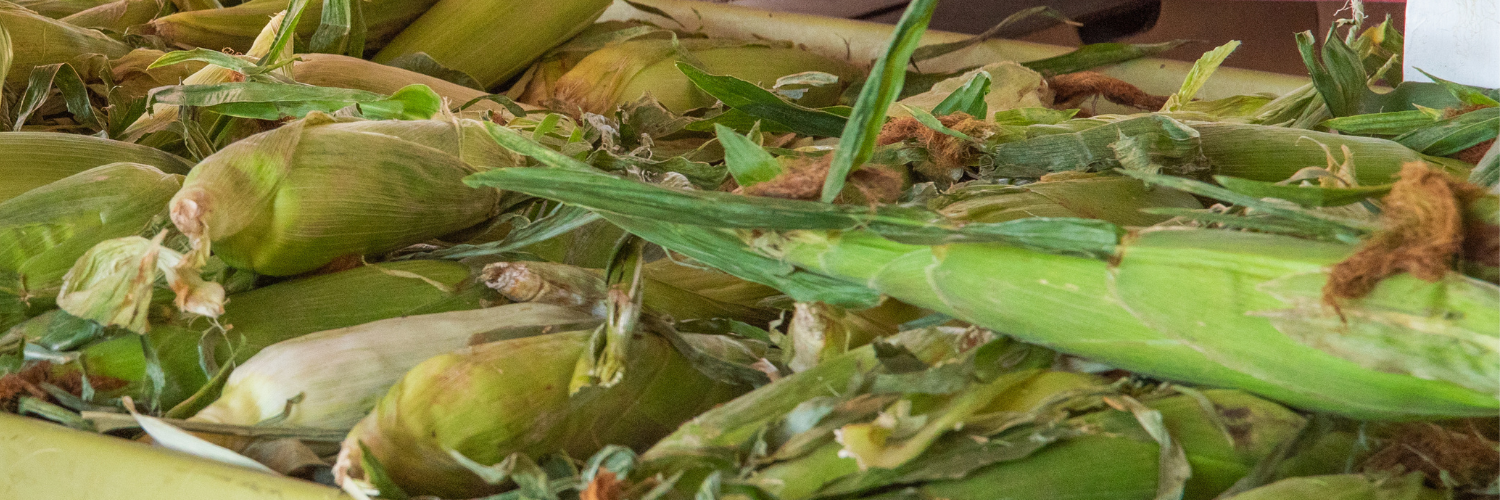 close up photo of corn on the cob inside husks