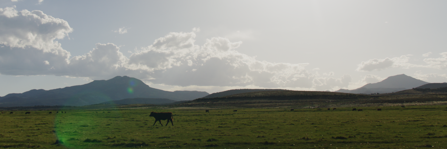 a cow standing in a field under a cloudy sunny sky