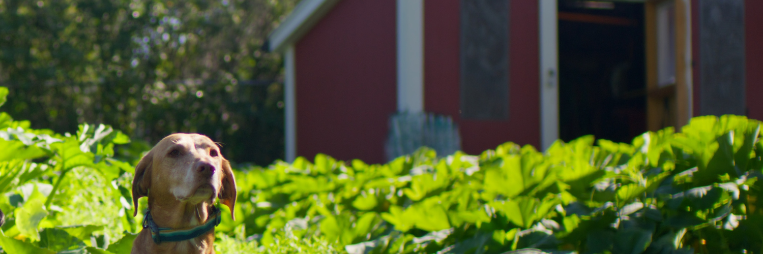 a brown dog stands in front of a green crop and a red barn