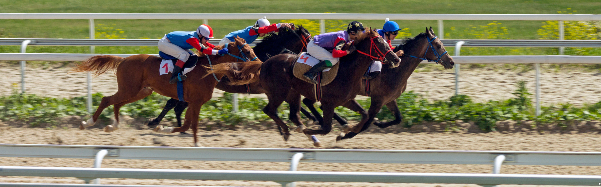 Four race horses galloping down the track with jockeys on each of them