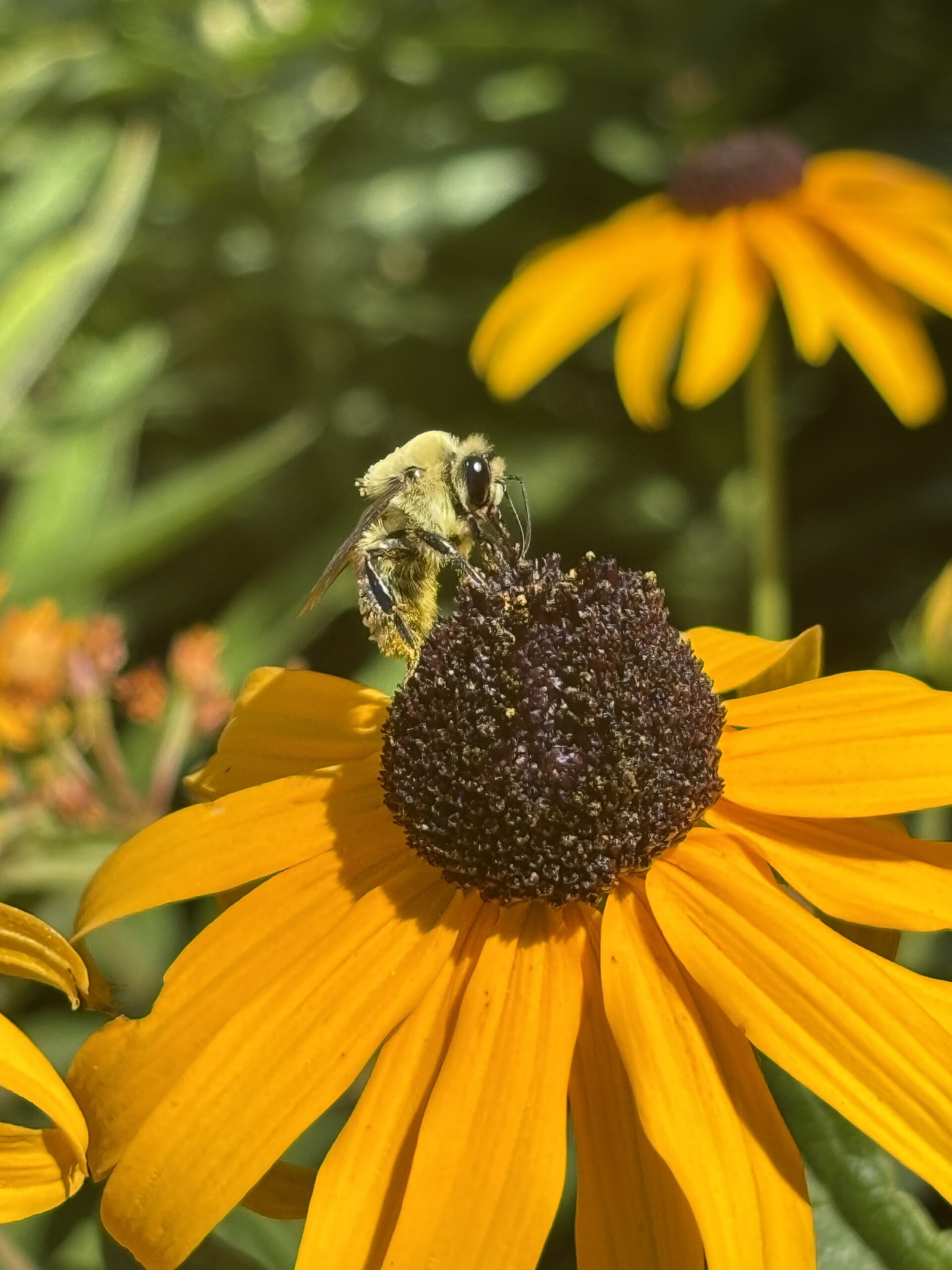 a bee sits on a yellow cone flower