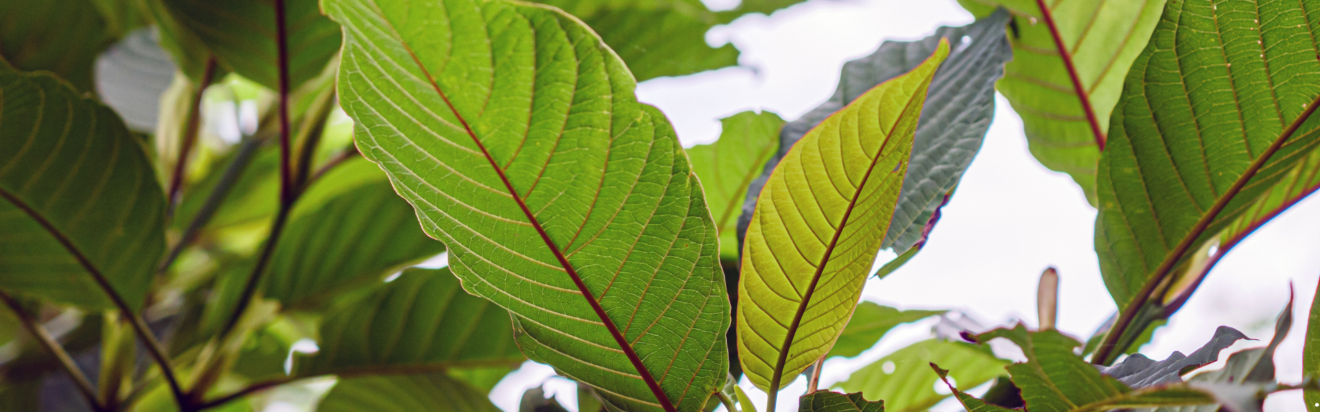 a shot of kratom leaves from underneath