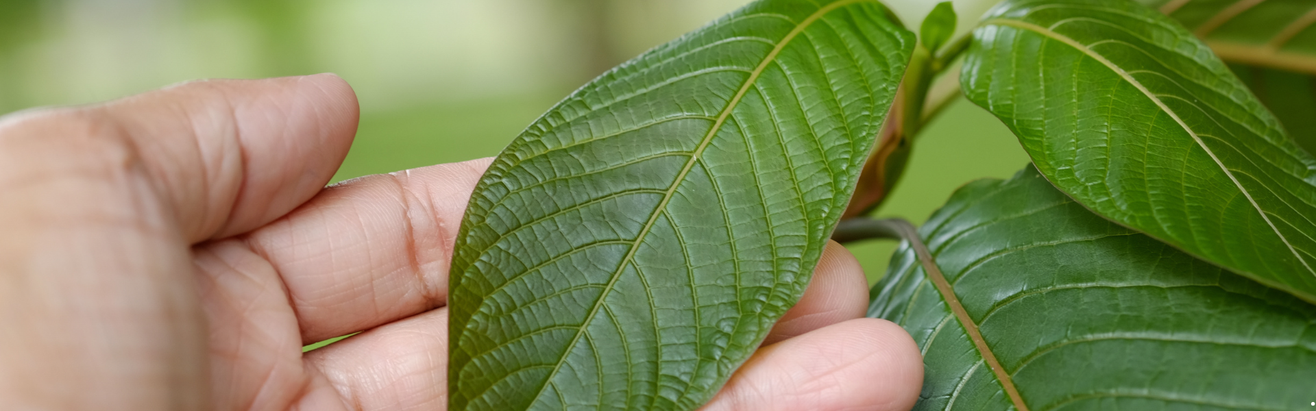 a hand gently touching a kratom leaf that is still attached to the plant