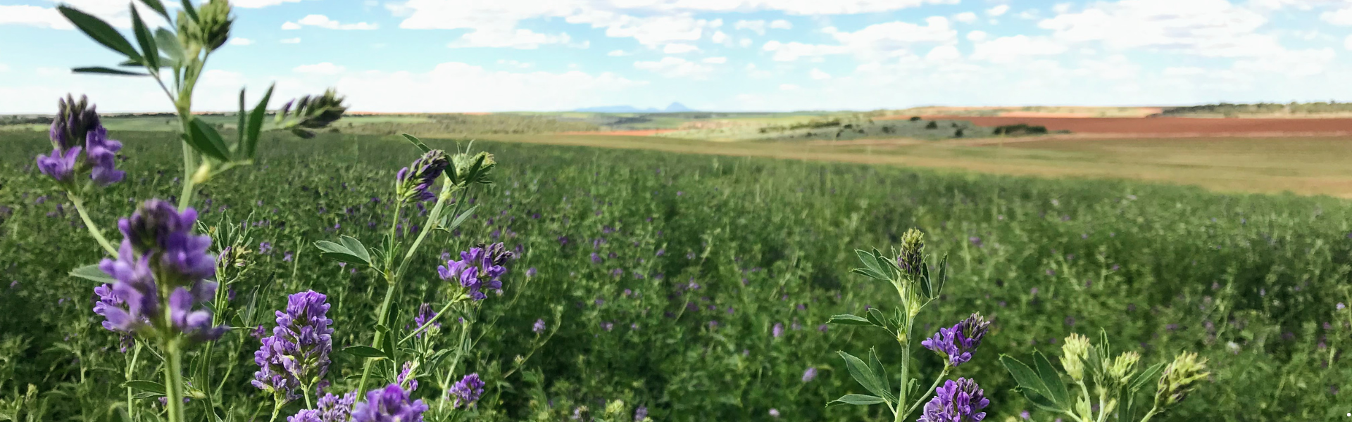 some purple flowers in the foreground and a vast field in the background