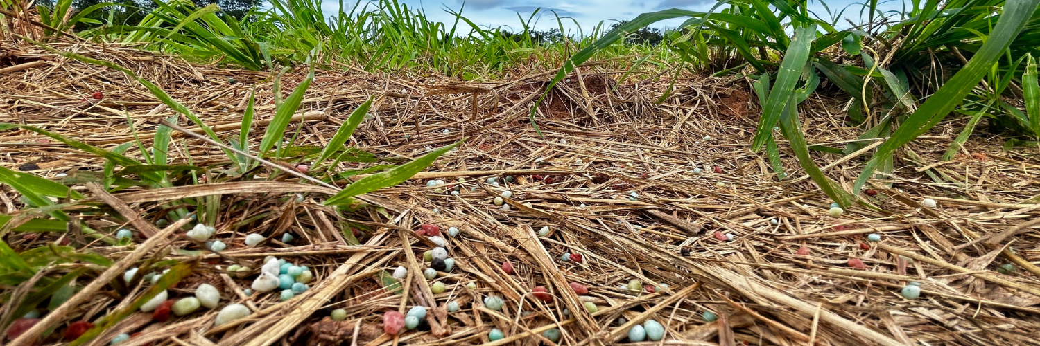 close up of fertilizer in soil on the ground