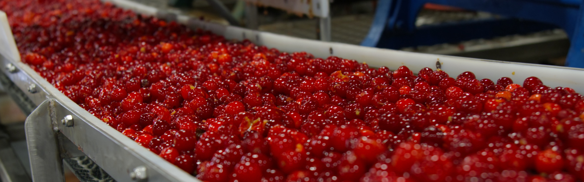Processed cherries on a conveyor belt