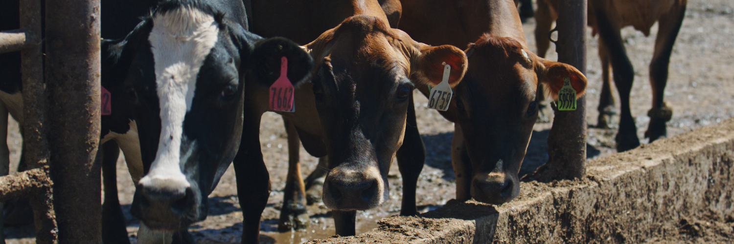 three dairy cows or varying colors with their respective tags on their ears