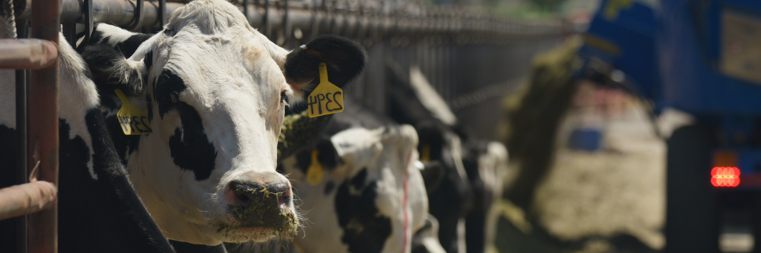 a dairy cow with a yellow tag