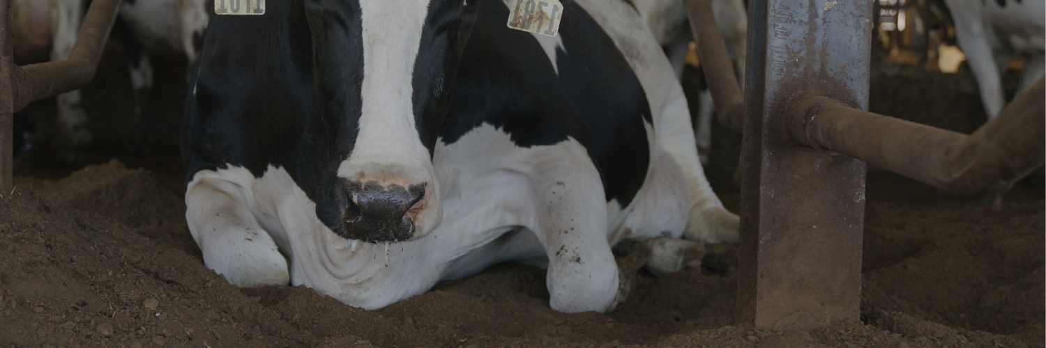 a dairy cow laying down