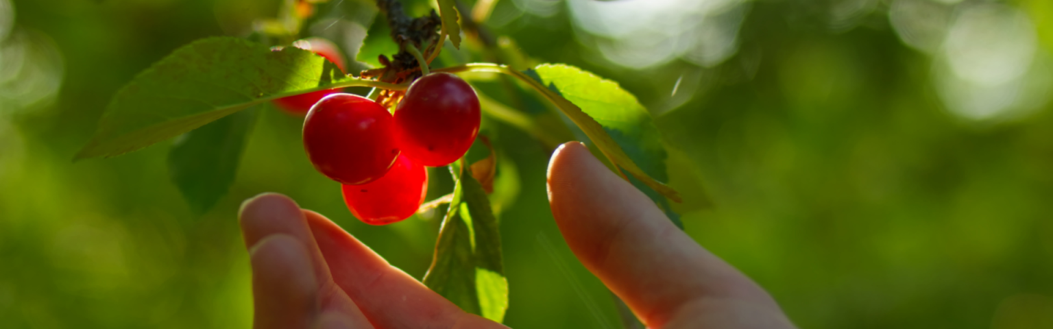 Close-up of a hand picking ripe red cherries from a tree