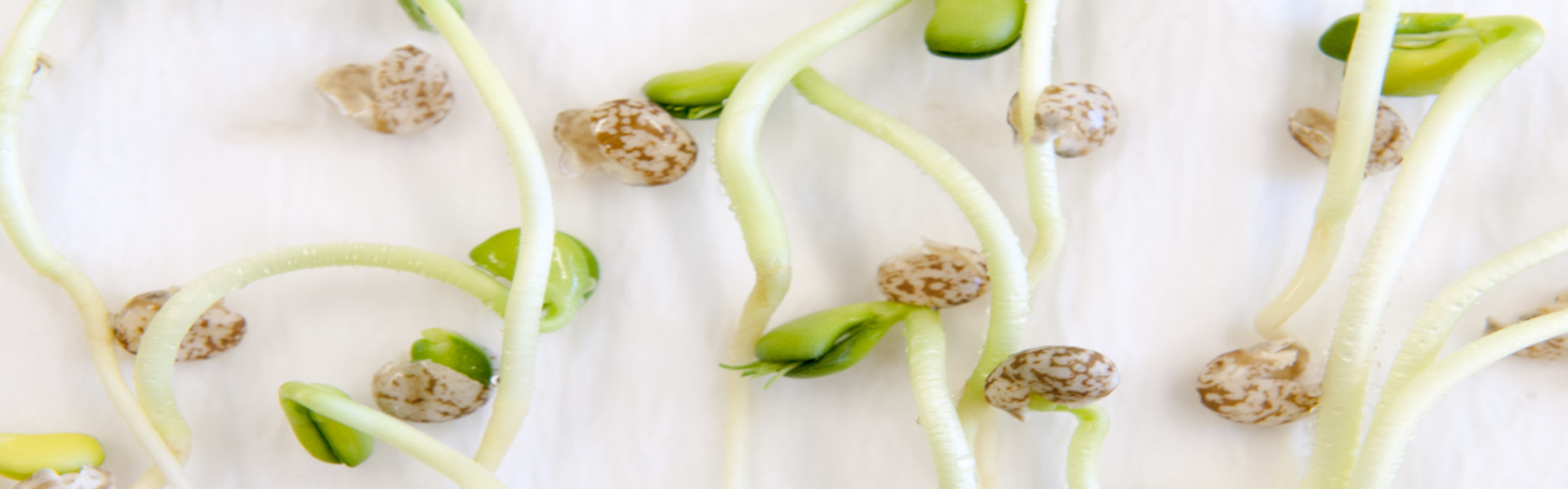 Seeds sprouting on a white background