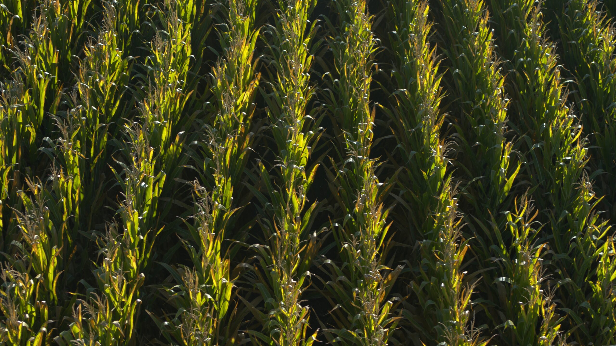 neat rows of corn shot from above