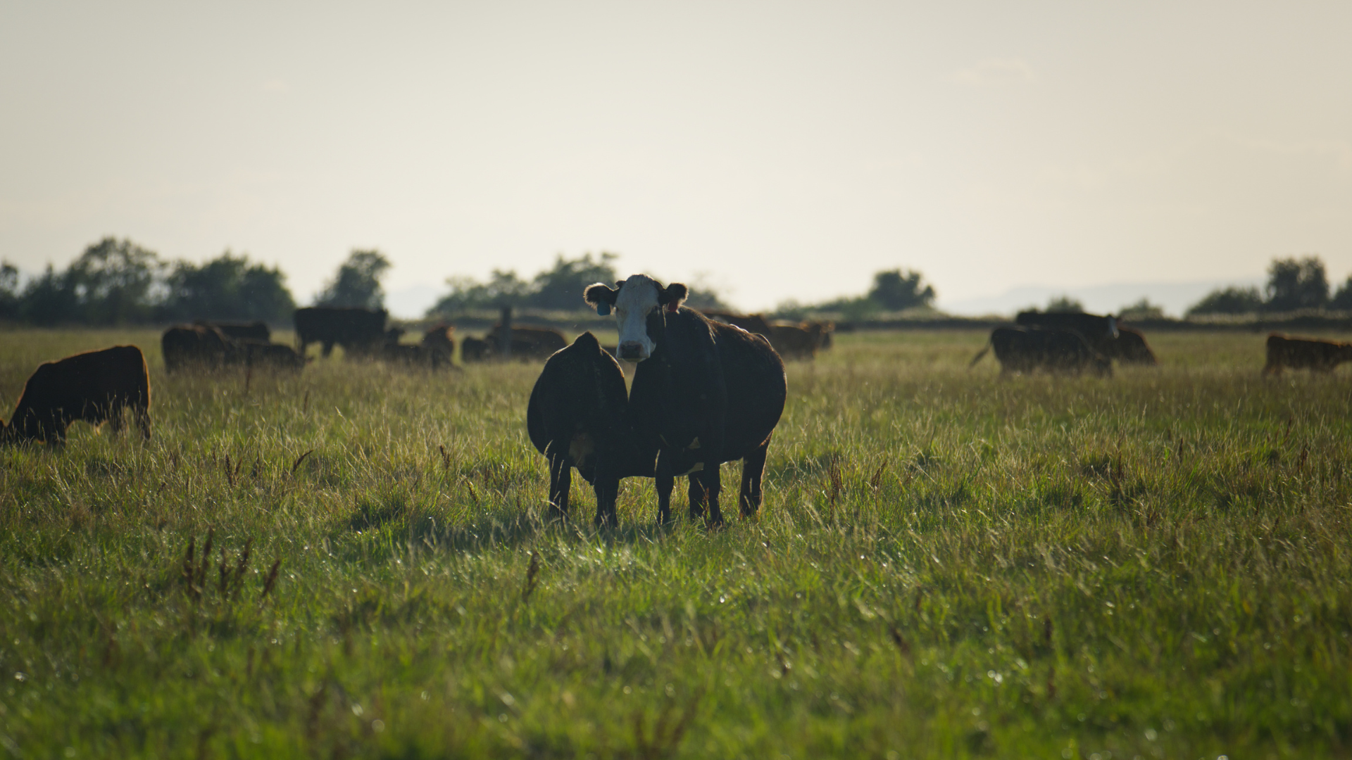 Featured image for “Utah Food Systems Study Assesses Utah Local Food Access, Finds Opportunities for Growth”