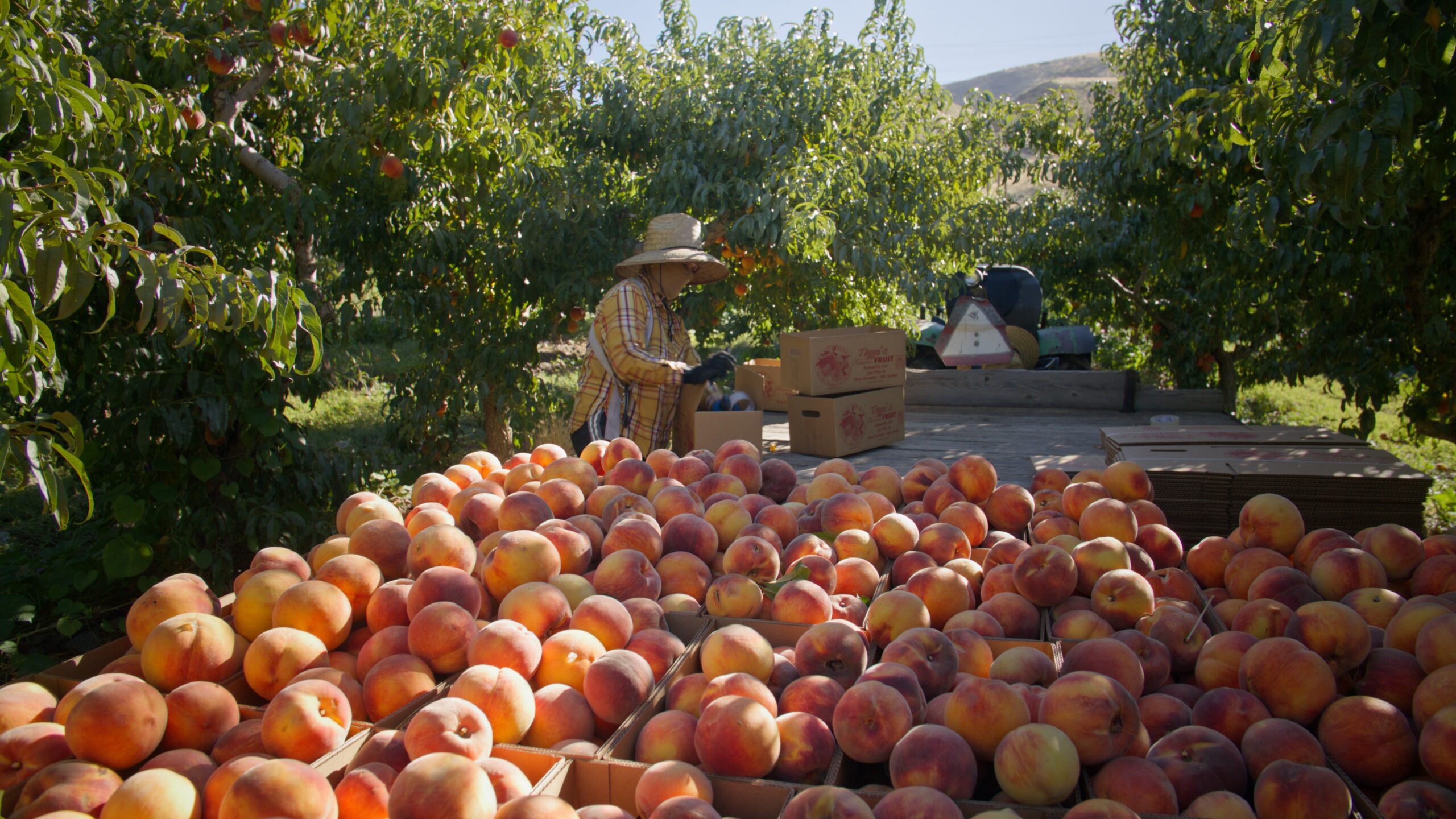 Featured image for “UDAF Announces Unprecedented Loan Relief for Agricultural Producers”