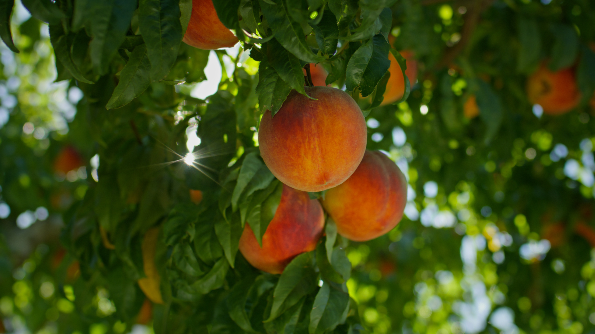 Featured image for “UDAF Launches Historic $11 Million Food Security Grant to Strengthen Utah’s Food System and Expand Access to Local Food”