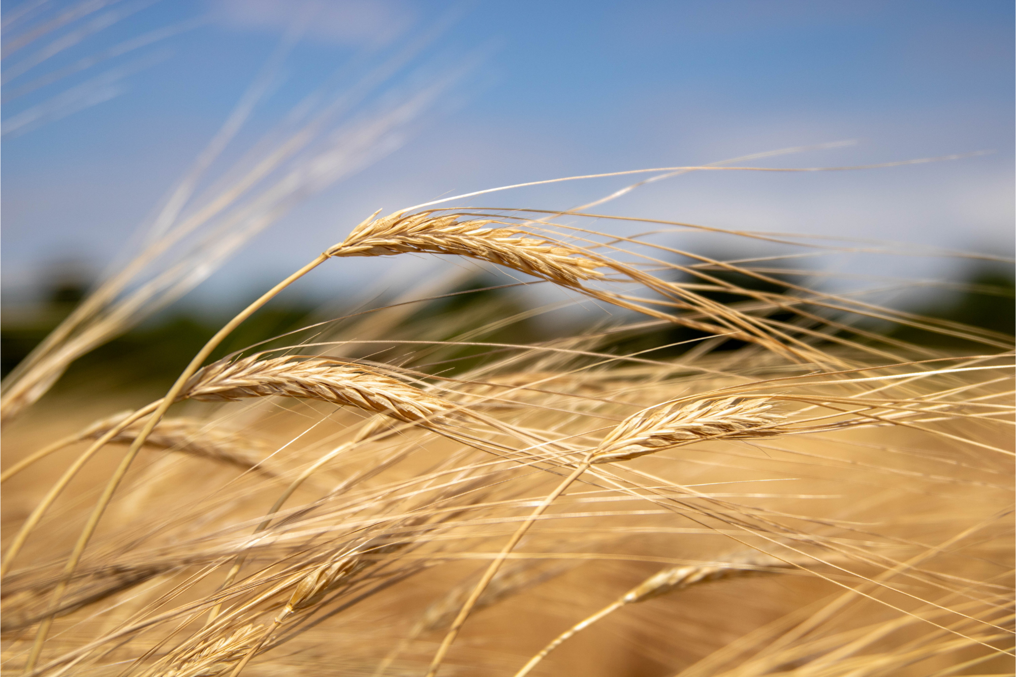 wheat strands blowing in the wind in a large wheat field