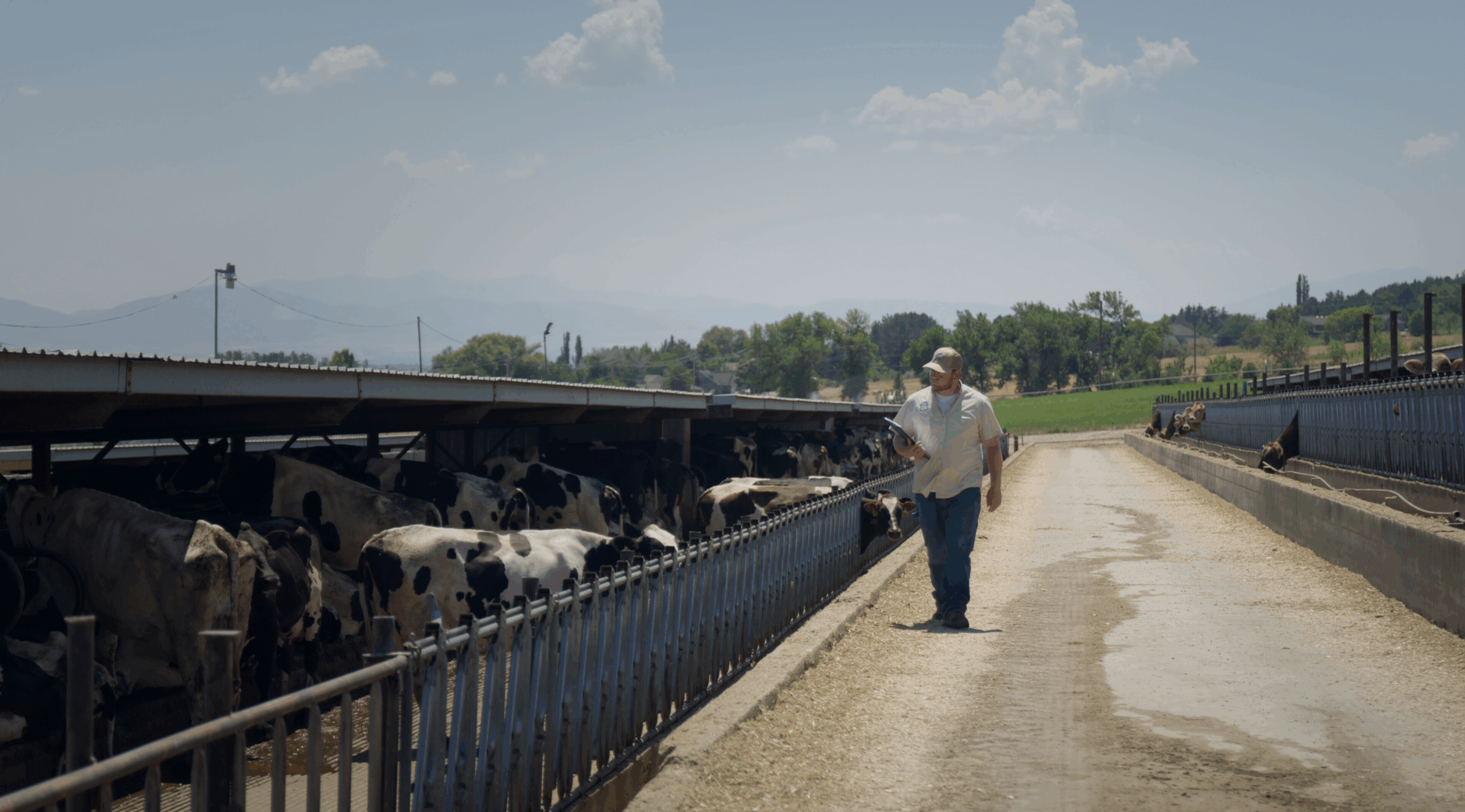 a dairy inspector walks through a cow feeding operation