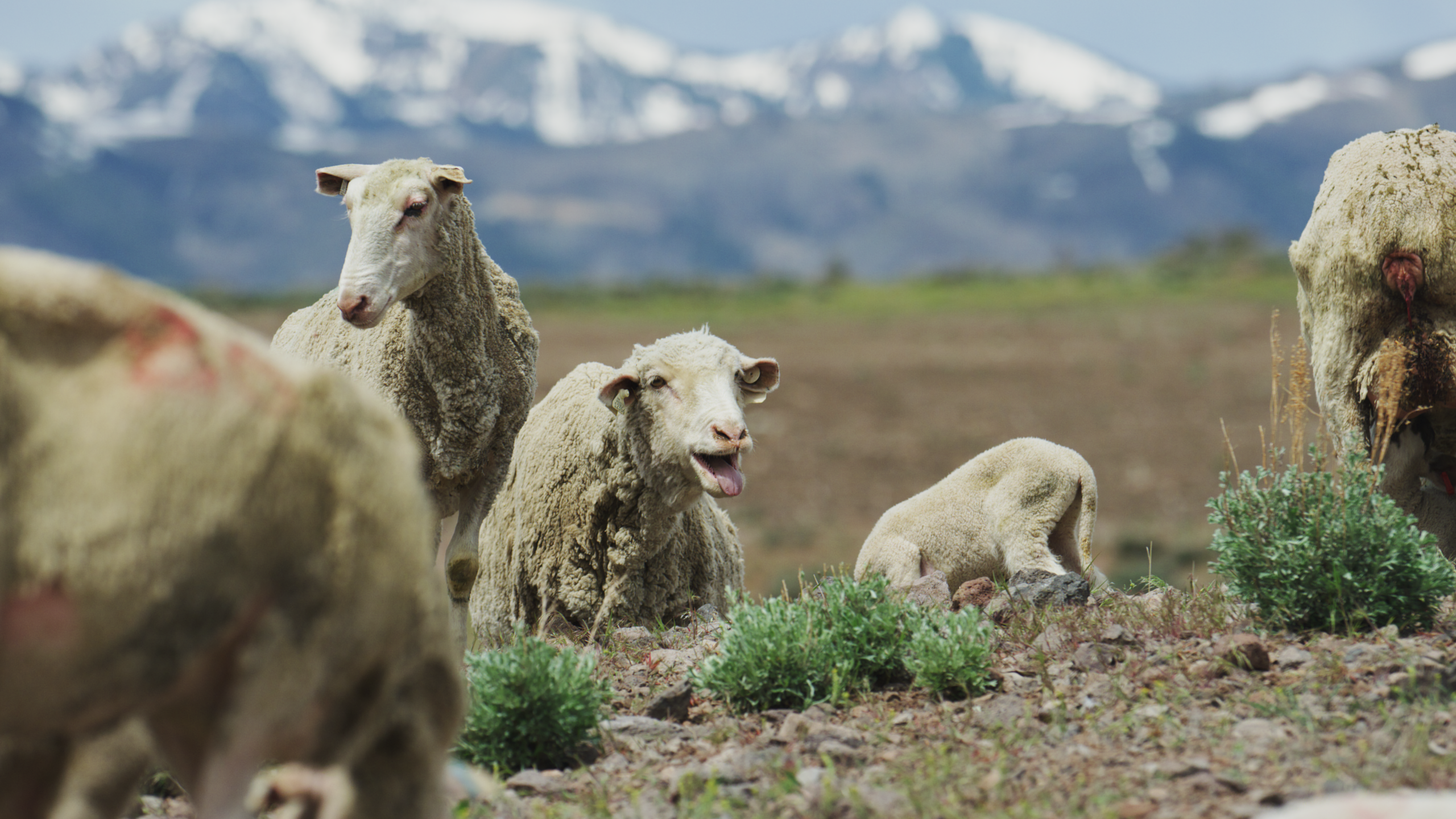 sheep laying in a dirt field with snowcapped mountains in the background