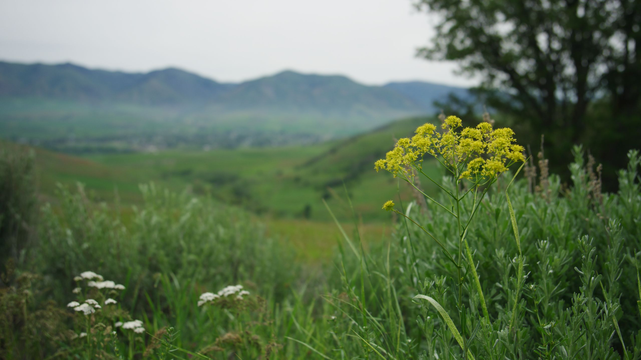 Featured image for “UDAF Launches New Funding Round to Tackle Invasive Species Threatening Utah Agriculture and Open Space”