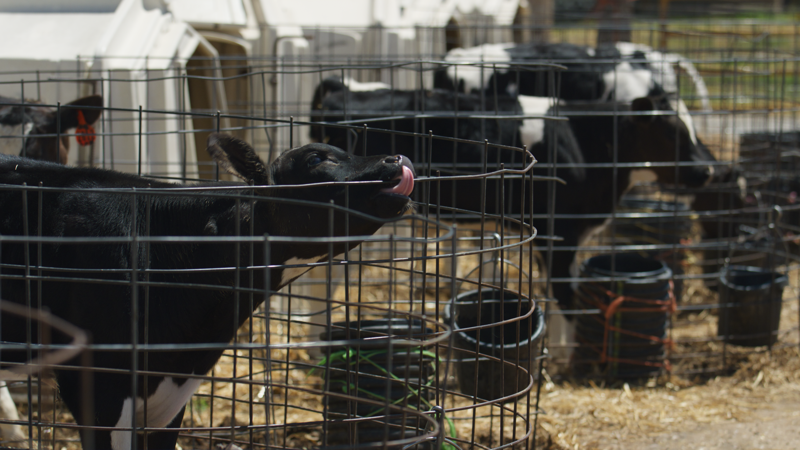 small cattle in pens standing on straw