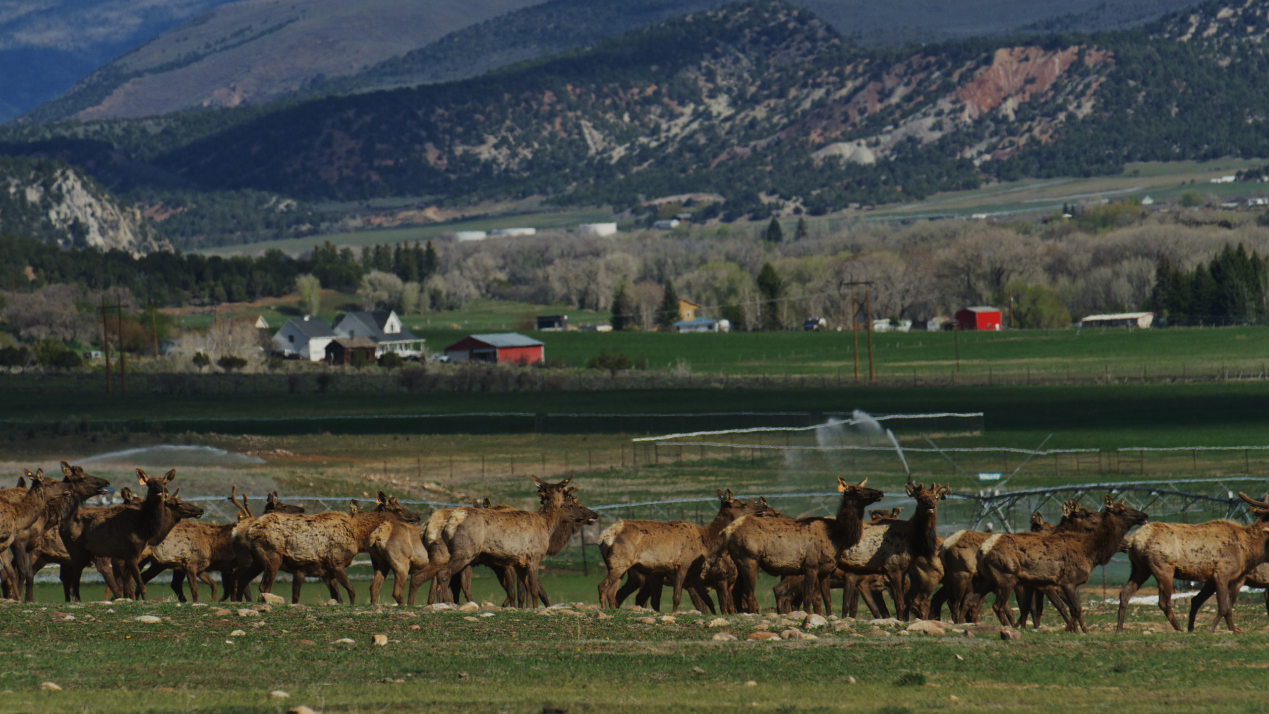 Herd of elk in a green field with mountains behind