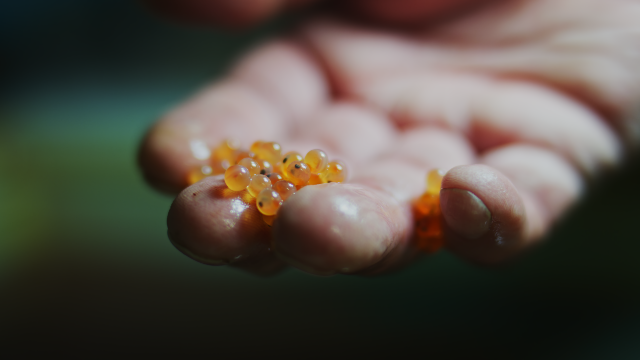 someone holding orange and yellow fish eggs