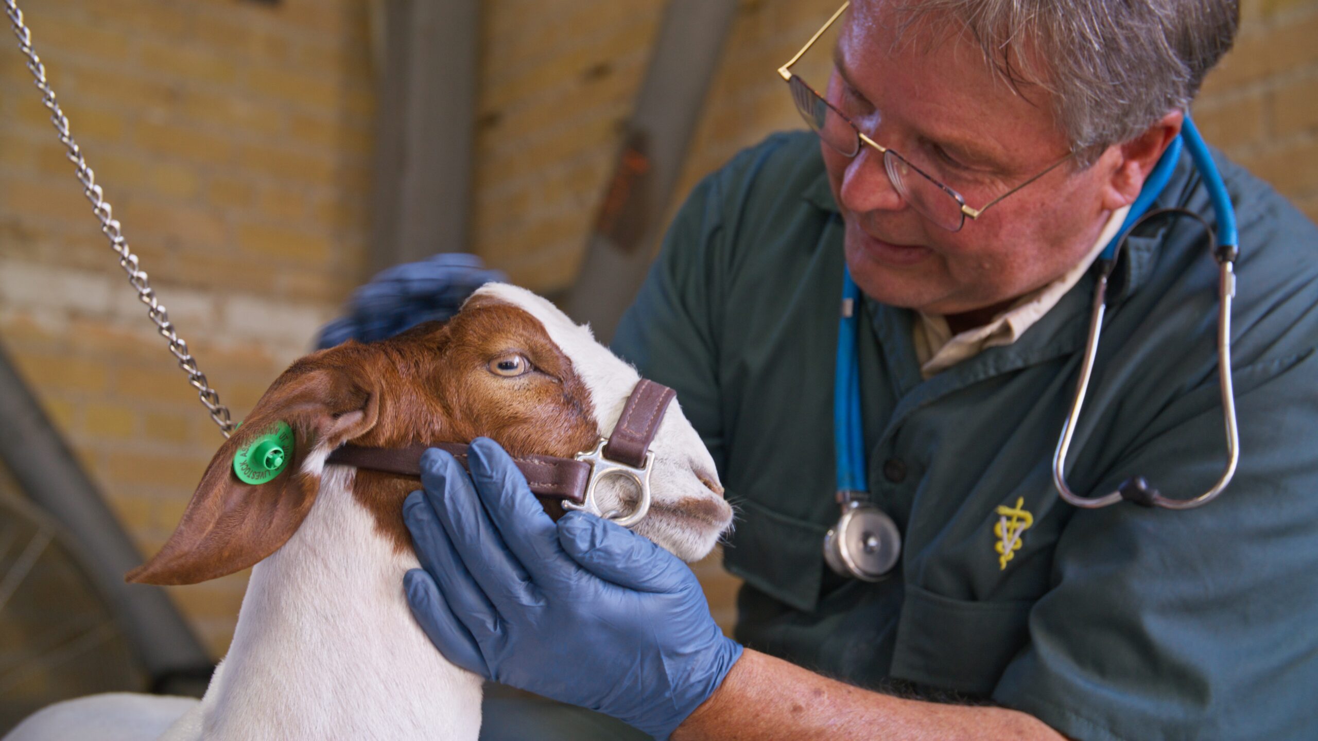a veterinarian holding a goat's head as he gently inspects the goat's health