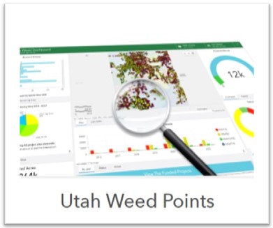 thumbnail of Utah weed points final print