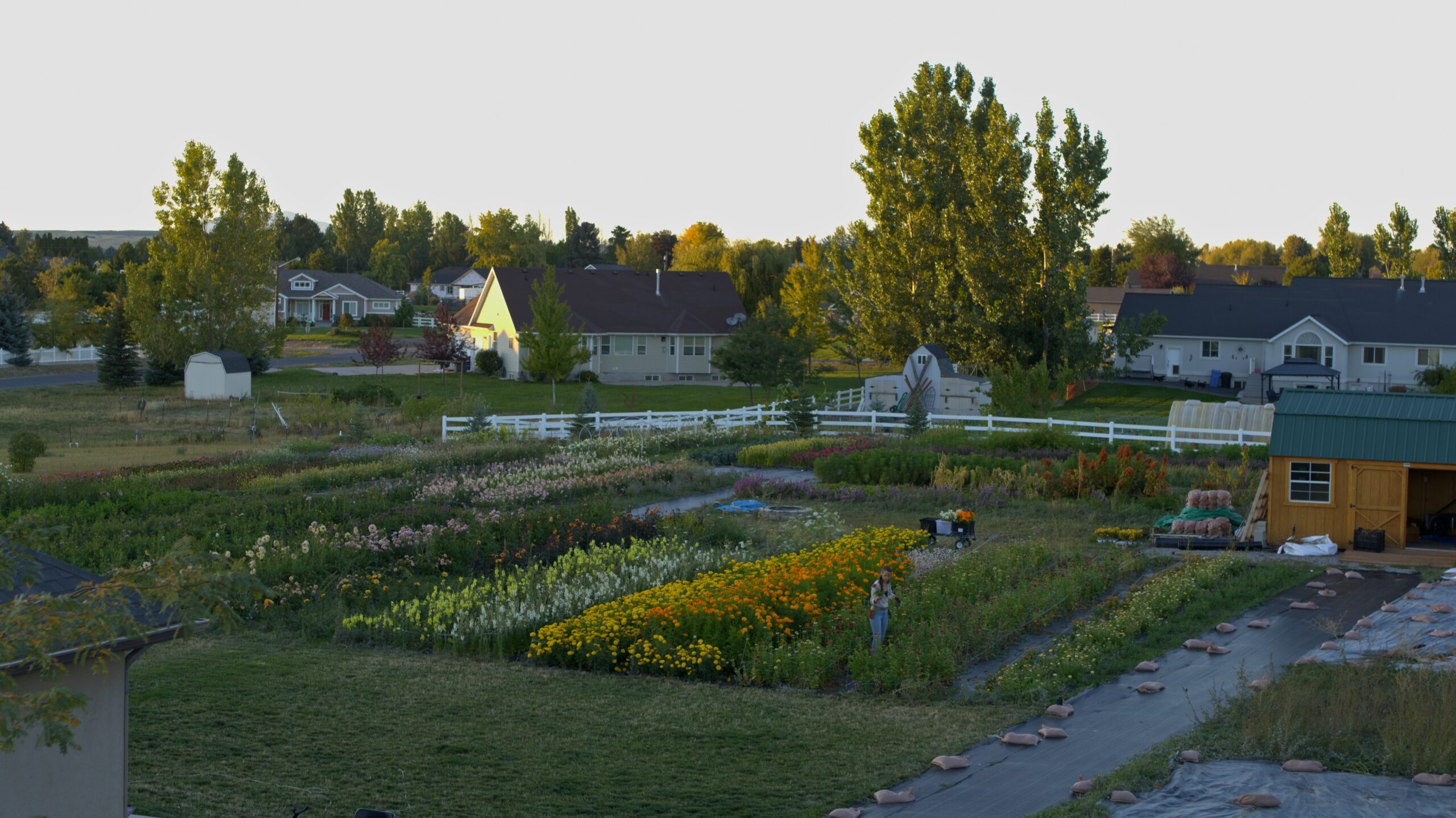 rows of flowers growing on a small plot of land amidst houses, sheds, and white fences